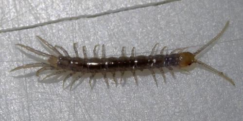 Lithobius sp.
